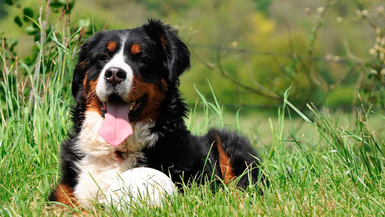 Bernese Montain Dog - Tudo sobre a raça