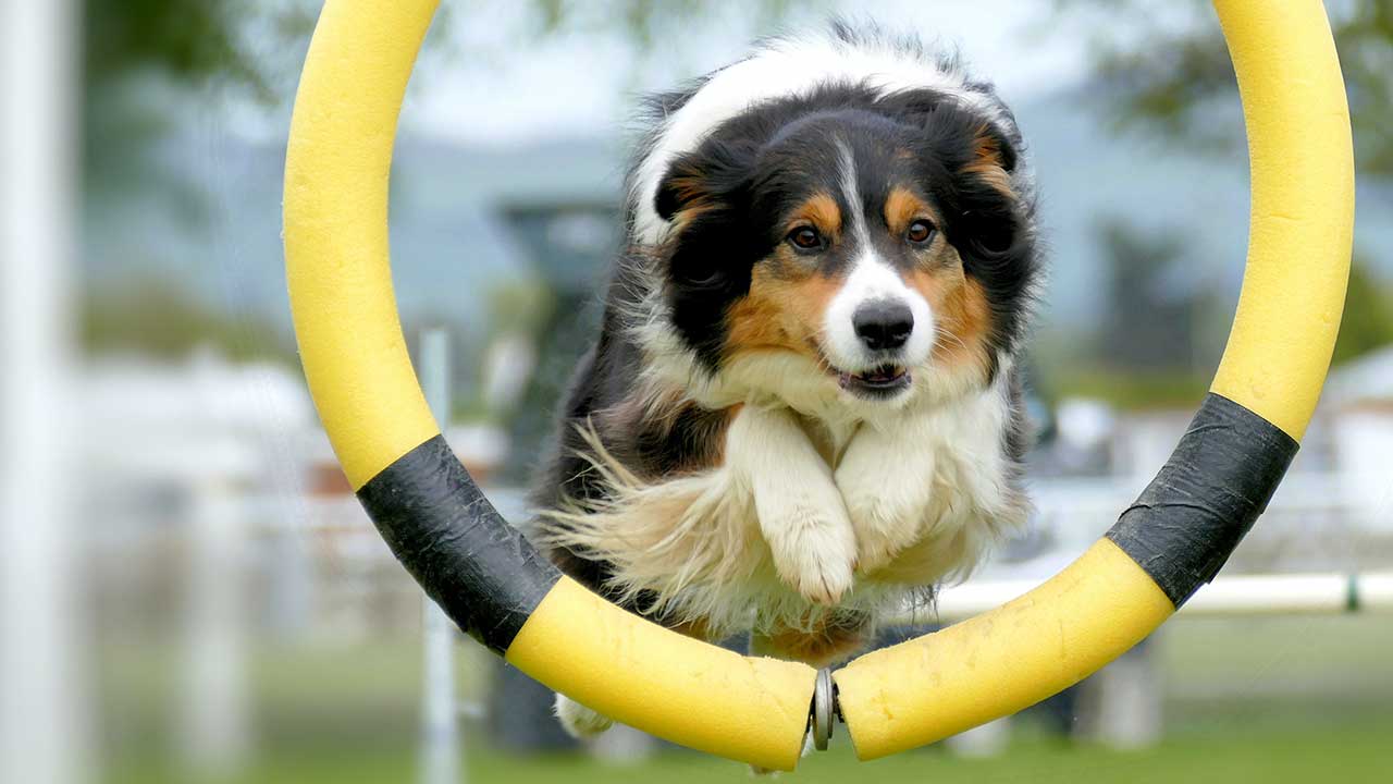 Border Collie: conheça tudo sobre a raça