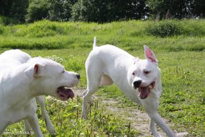 O grande cão de guarda Dogo Argentino