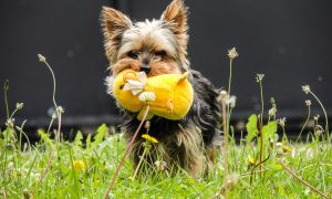 Como escolher a raça de cachorro ideal