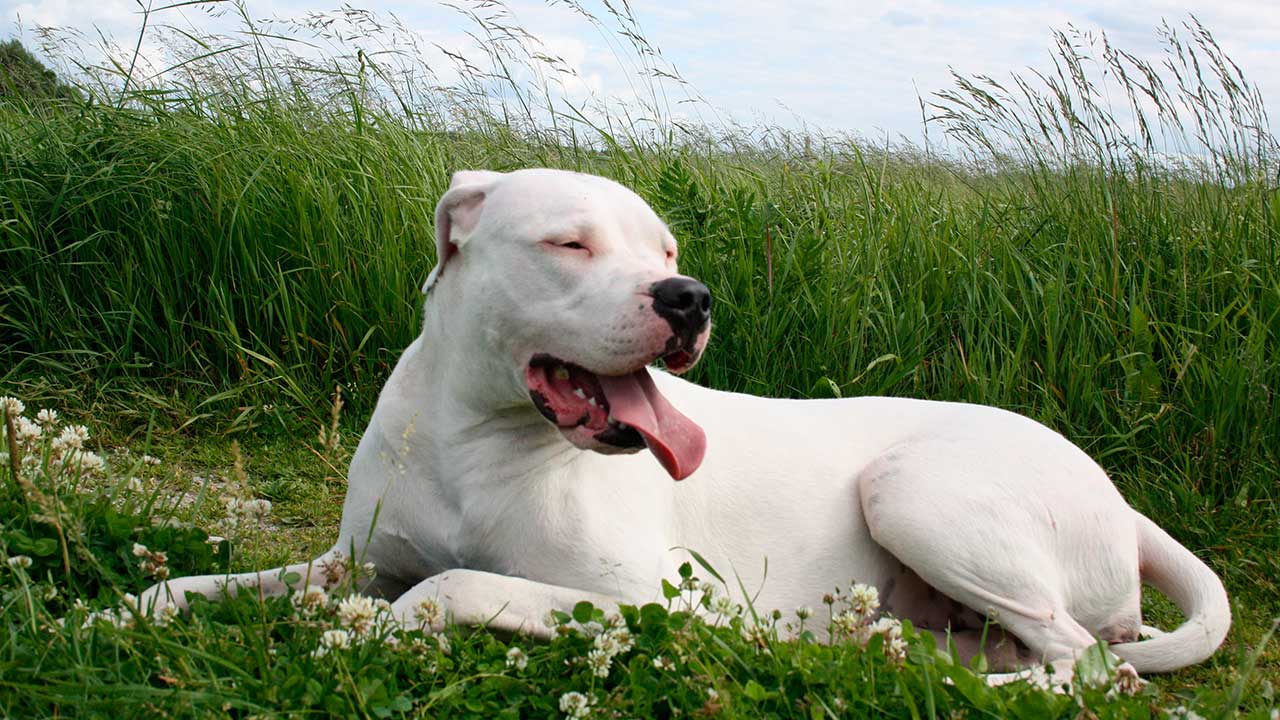 Cão de guarda Dogo Argentino