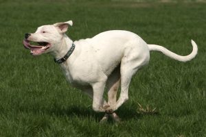 O grande cão de guarda Dogo Argentino