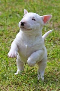 Bull Terrier