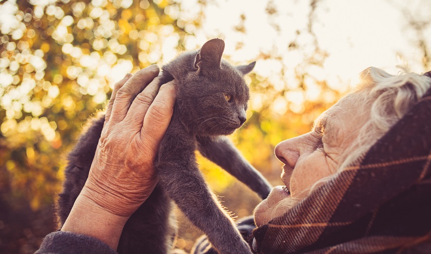 riscos de fumar perto dos seus animais