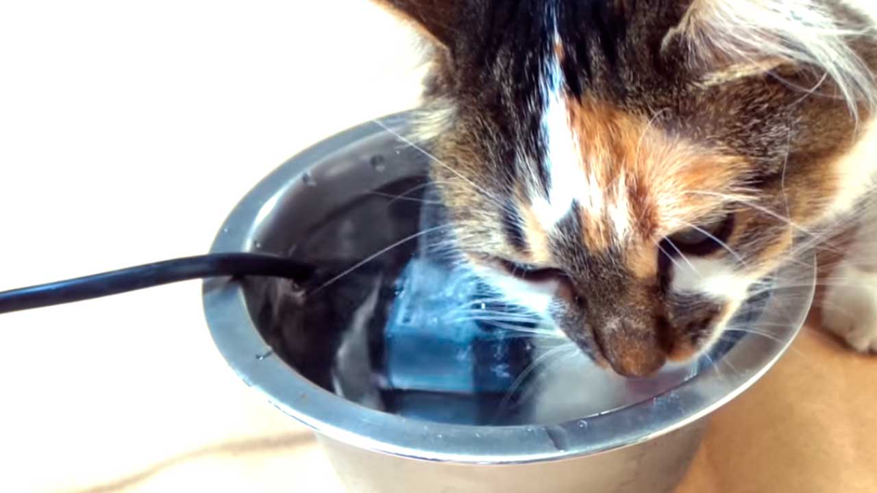 bebedouro automatico para gatos