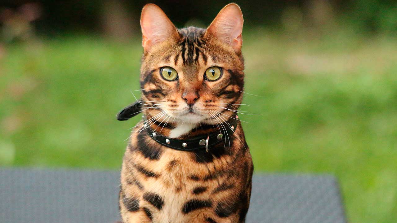 Bengal ou gato de bengala