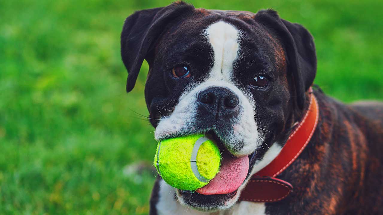 boxer um ótimo companheiro