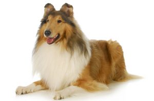 Rough Collie