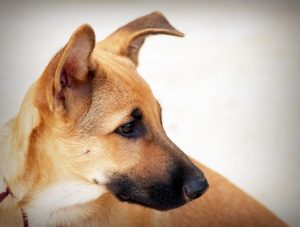 10 raças de cachorros para crianças