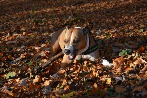 American Staffordshire Terrier