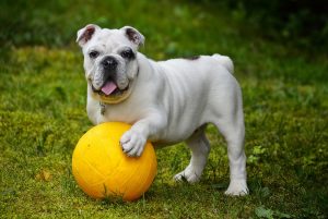 cachorros para crianças