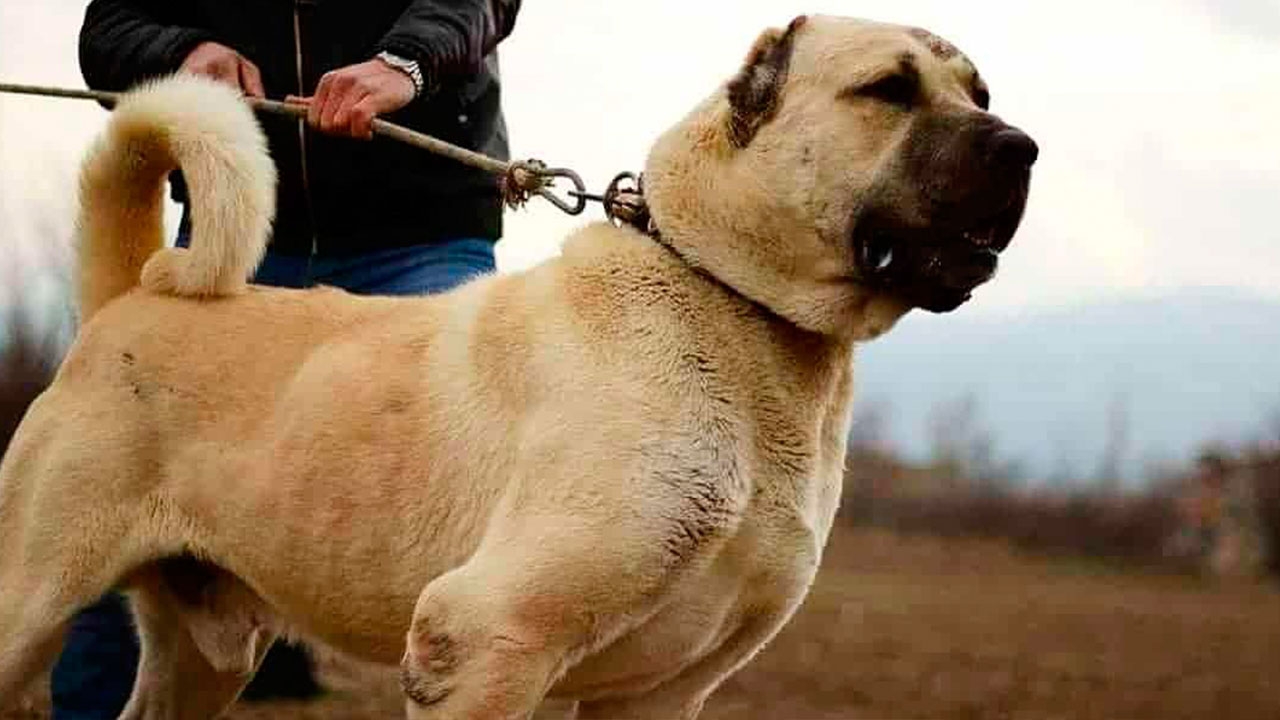 Kangal Turco - 10 Curiosidades » Cão em Foco %