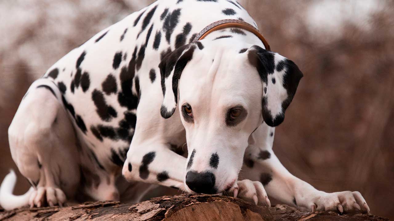 cachorro e gato também têm luto