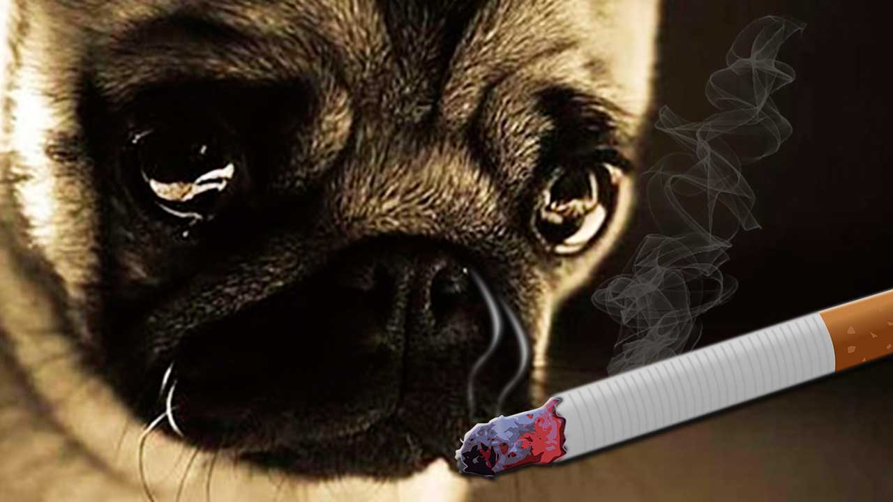riscos de fumar perto dos animais