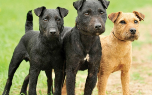 Patterdale Terrier