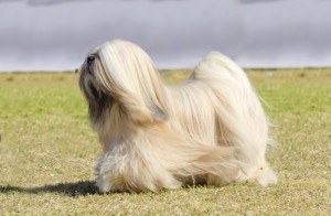 raças caninas mais difíceis