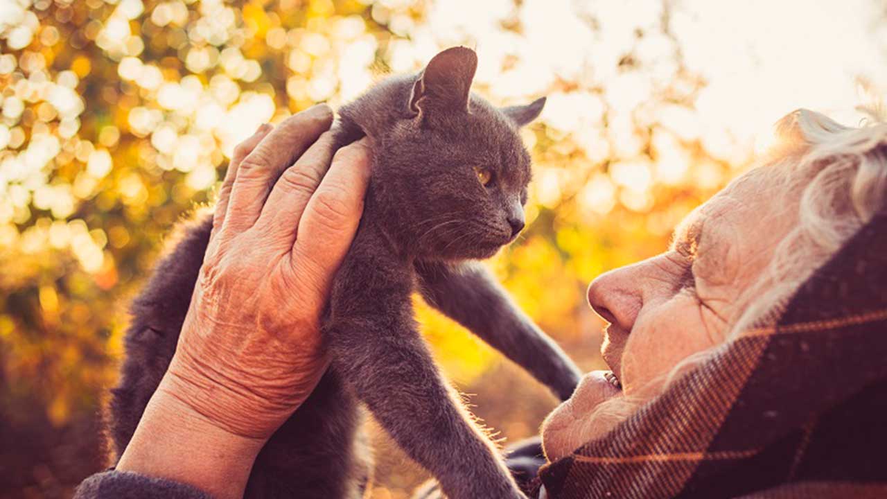 benefícios de ter um gato