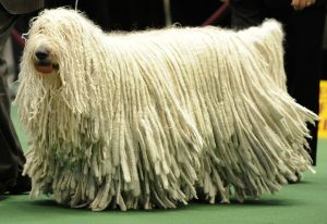 Komondor dog