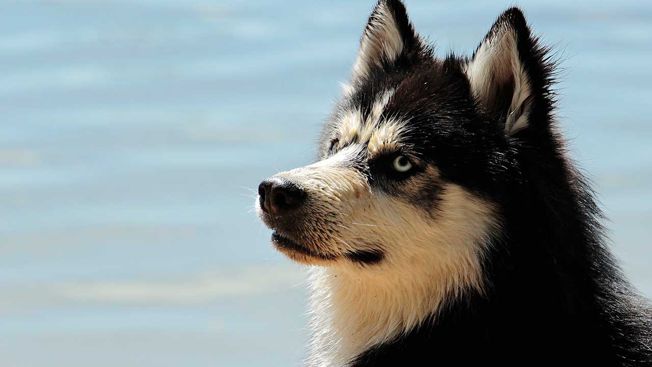 Curiosidades sobre os cachorros