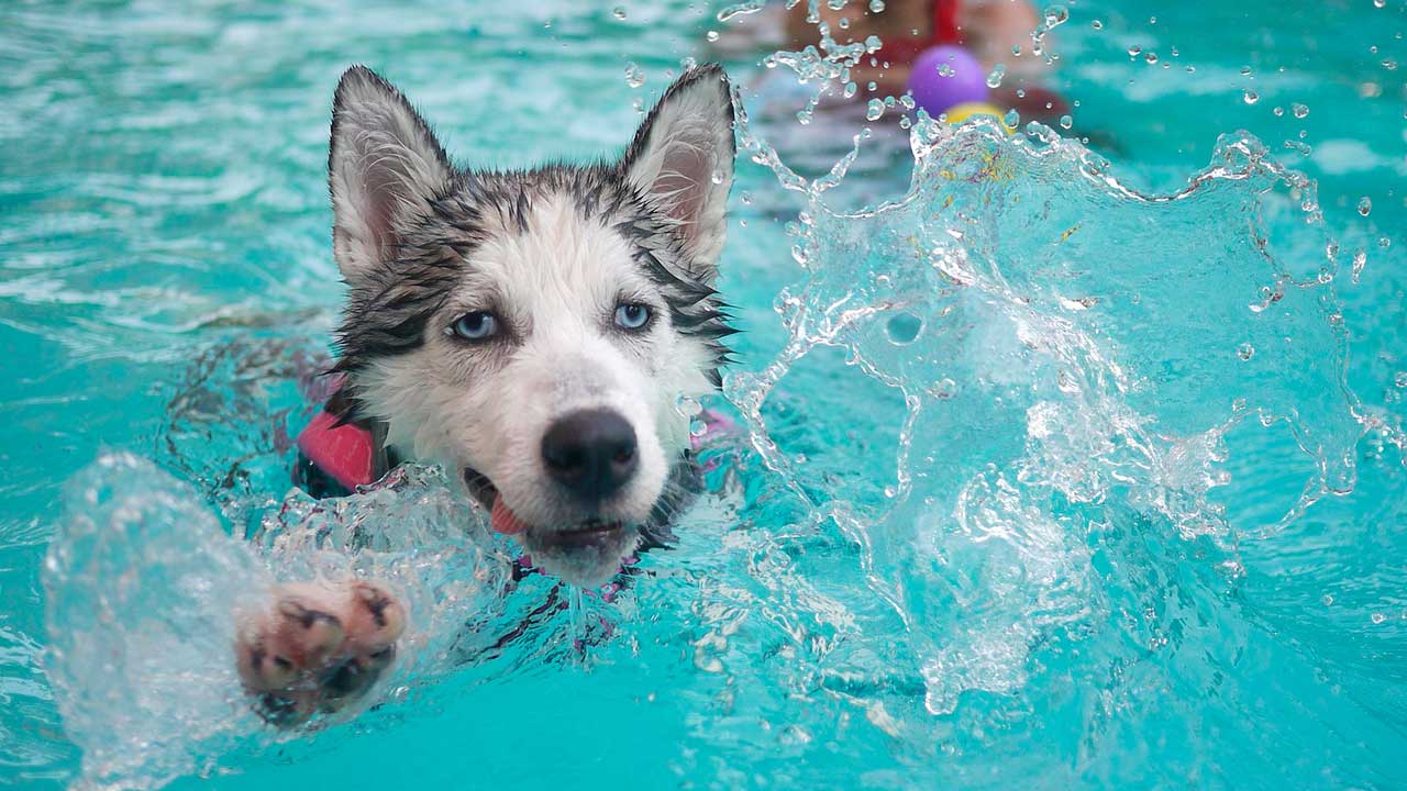 Husky Siberiano