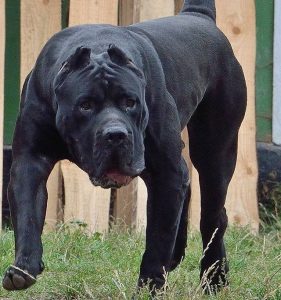 raças caninas mais difíceis