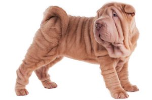 Shar pei cão dificil